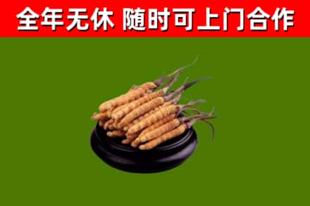 惠山区烟酒回收冬虫夏草.jpg